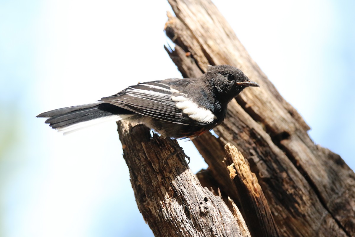 Painted Redstart - ML623843525