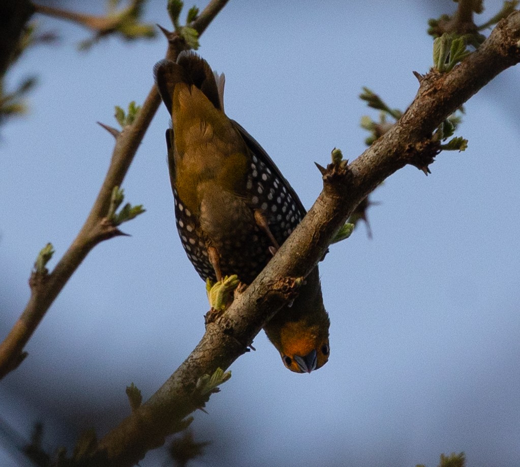 Green-backed Twinspot - ML623843557