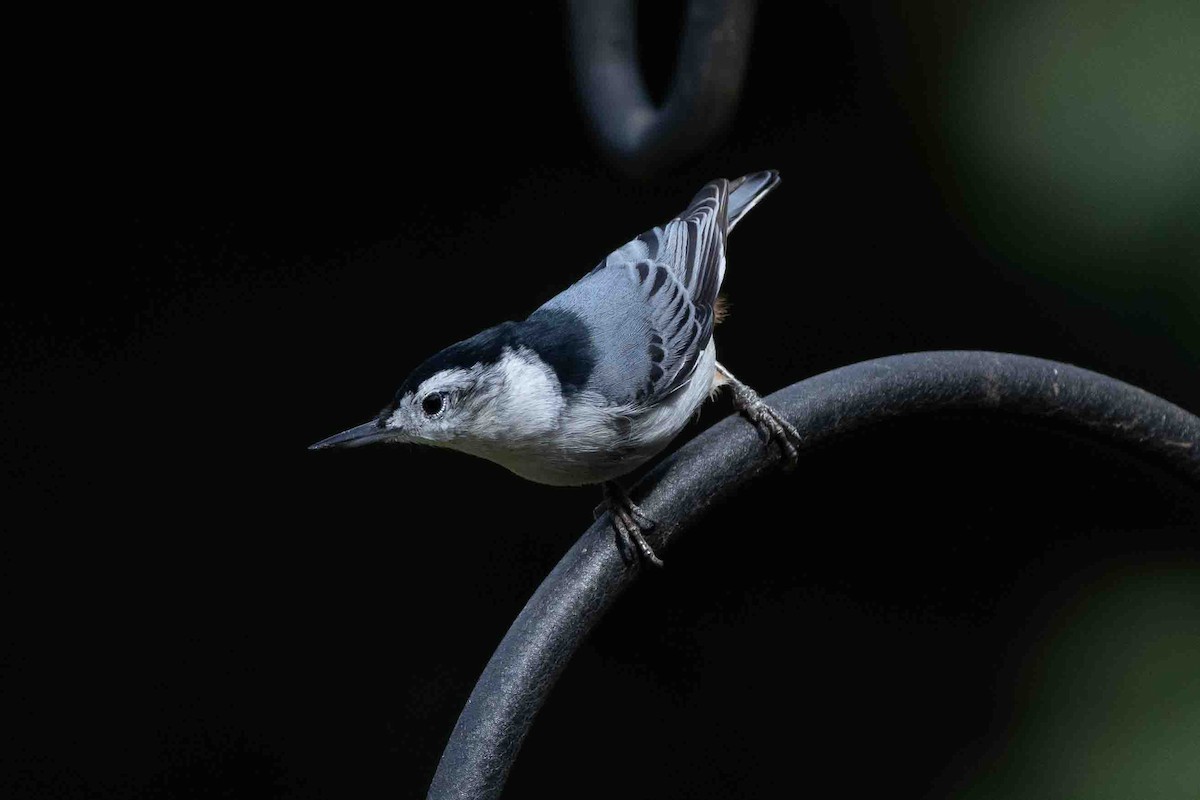 White-breasted Nuthatch (Eastern) - ML623843561