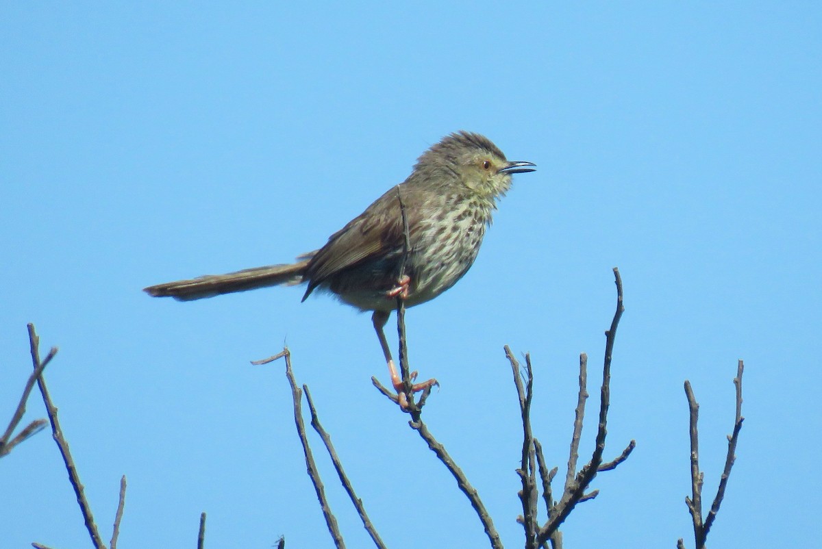 Karoo Prinia - ML623843565