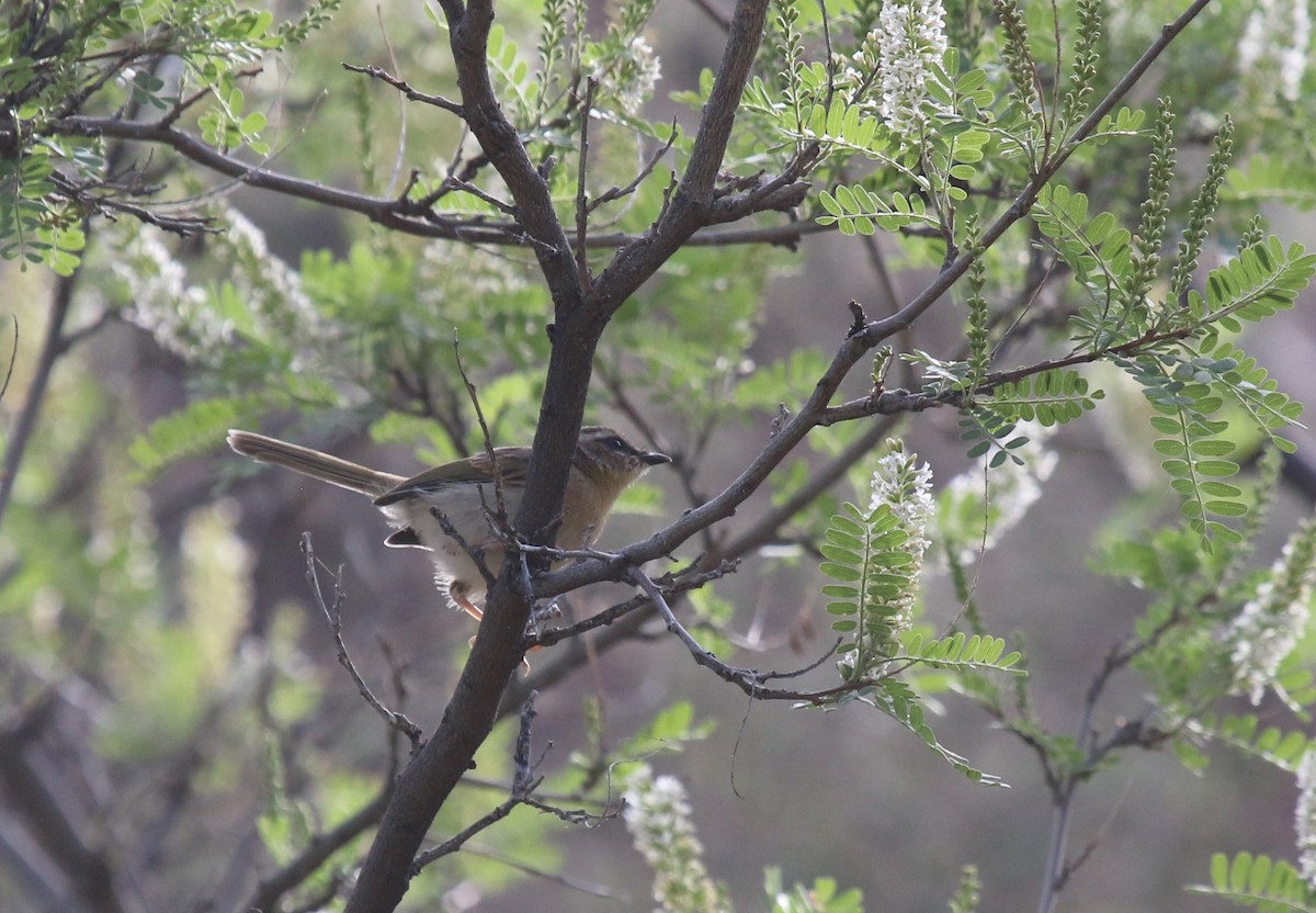 Rufous-capped Warbler - ML623843608