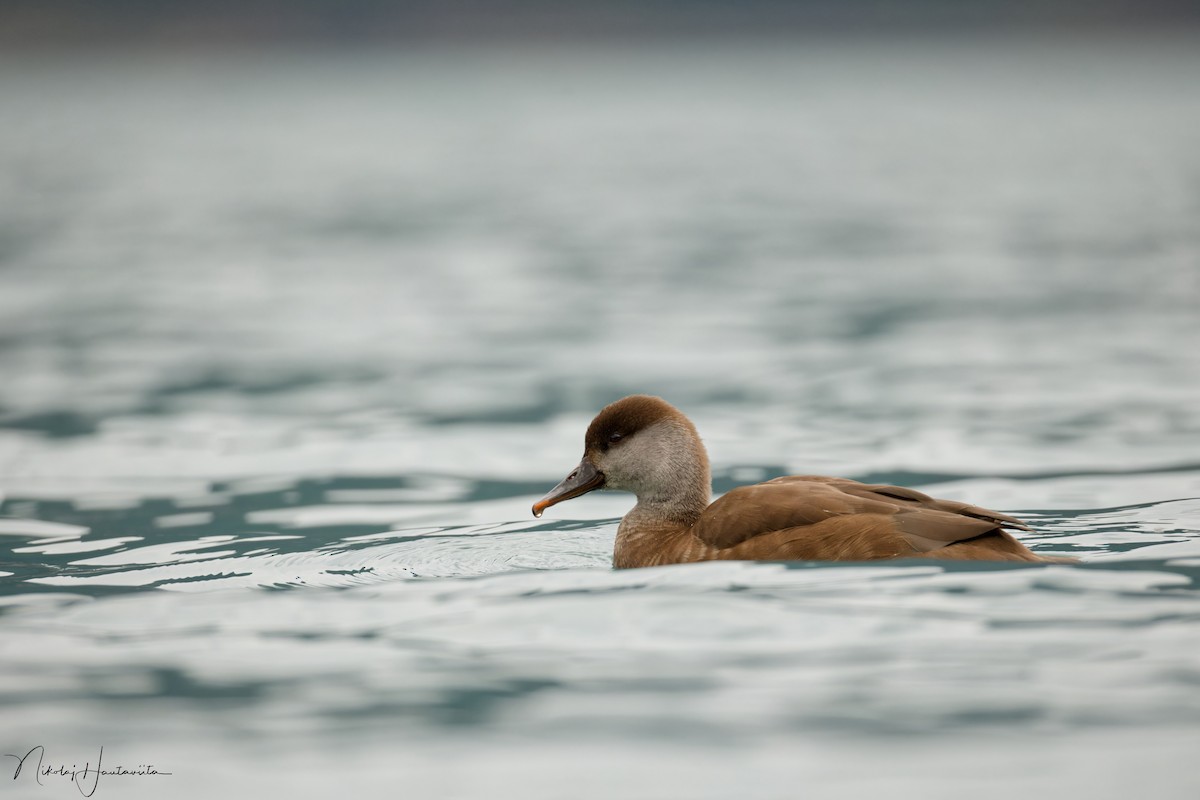 Red-crested Pochard - Nikolaj Hautaviita