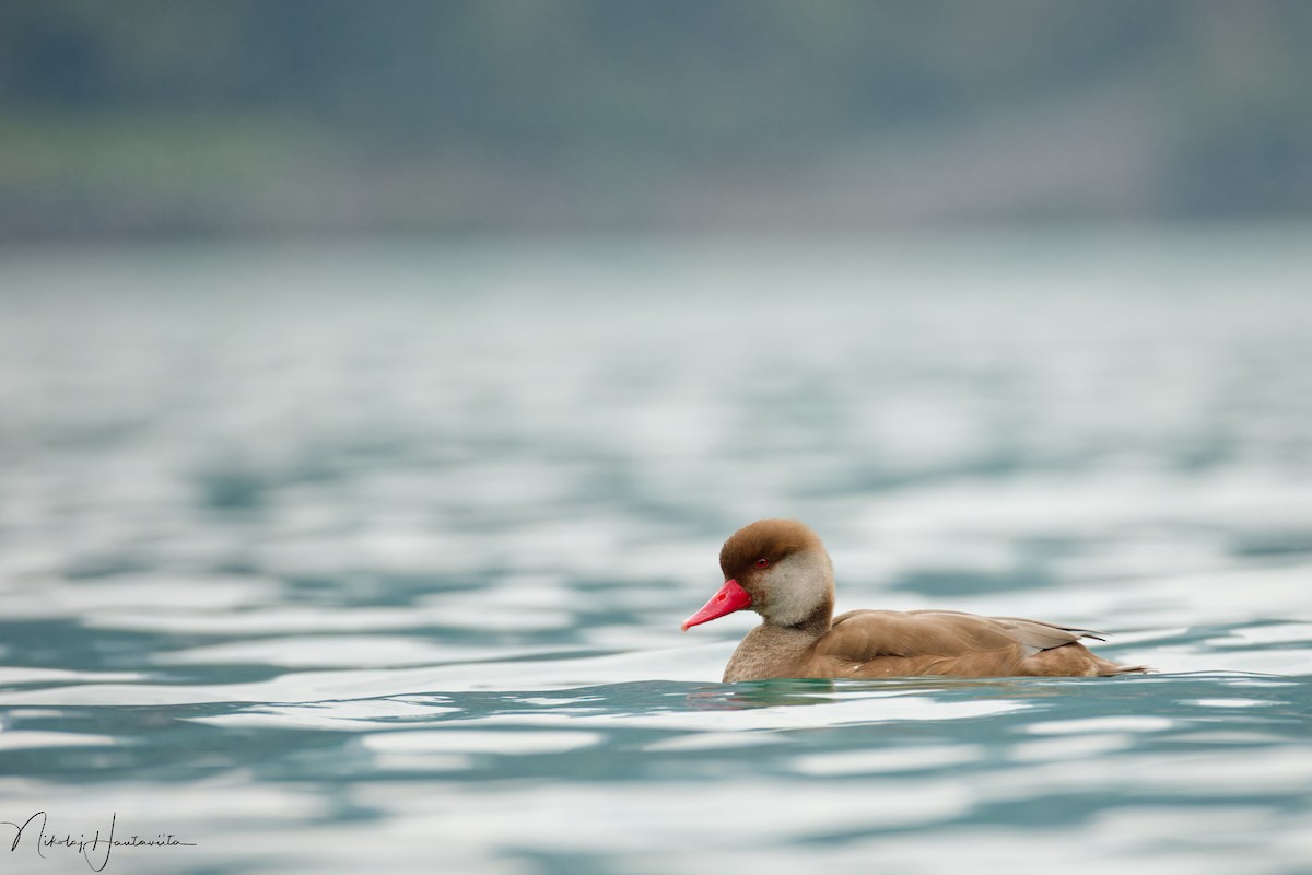 Red-crested Pochard - ML623843610