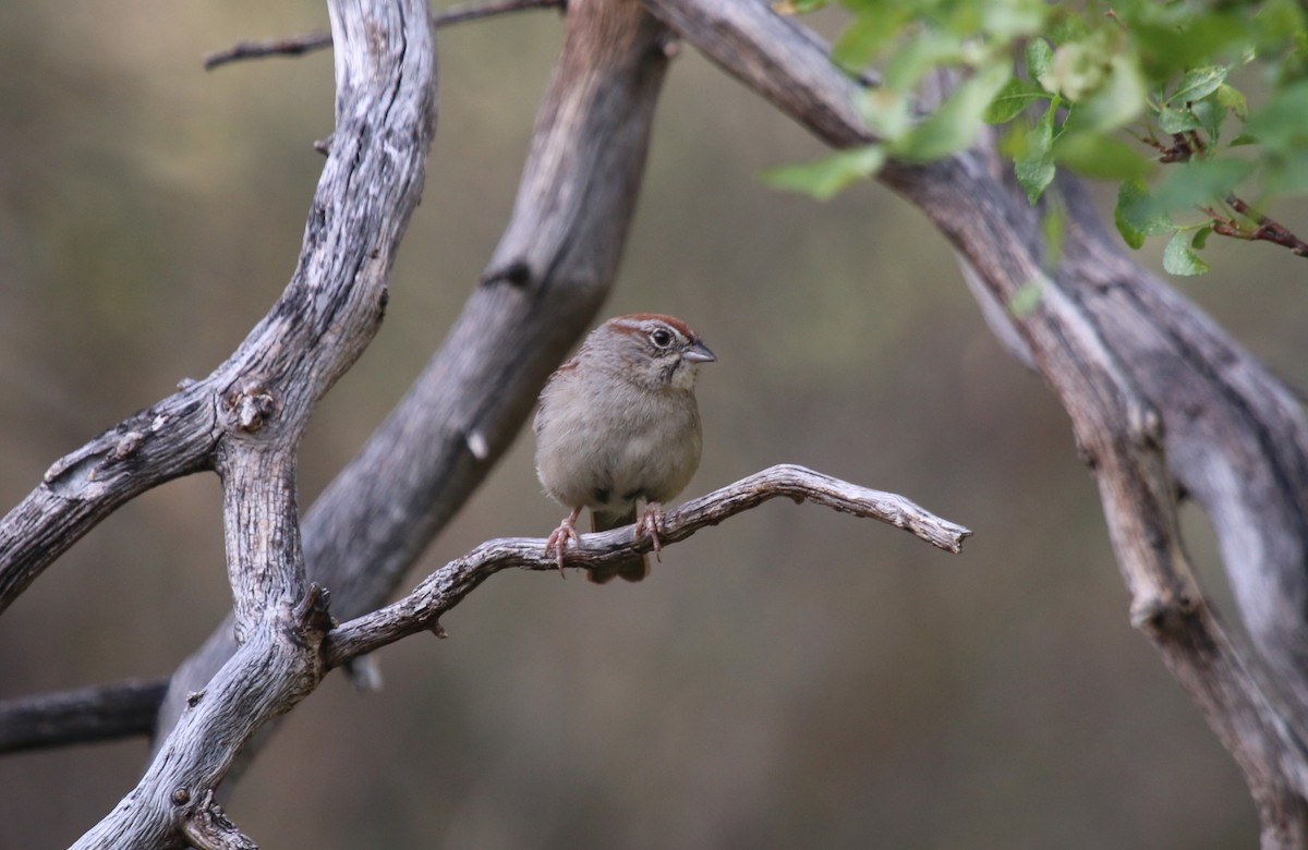 Rufous-crowned Sparrow - ML623843617