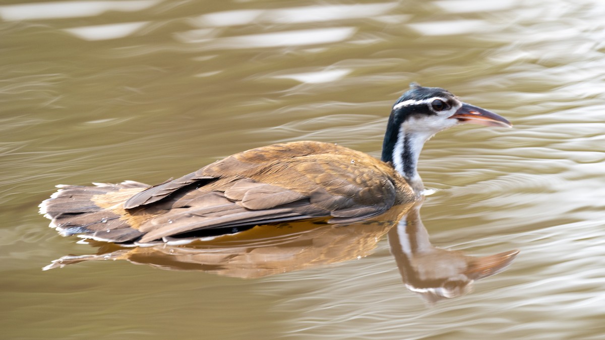 Sungrebe - ML623843619