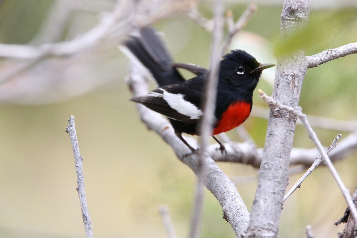 Painted Redstart - ML623843622