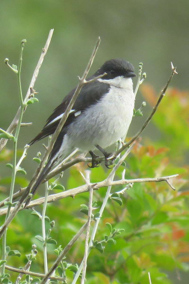 Fiscal Flycatcher - ML623843625