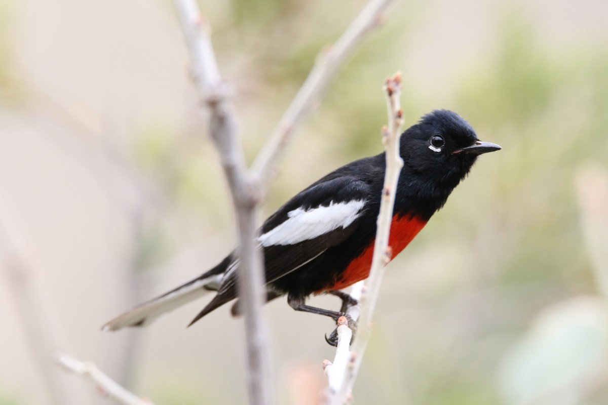 Painted Redstart - ML623843635