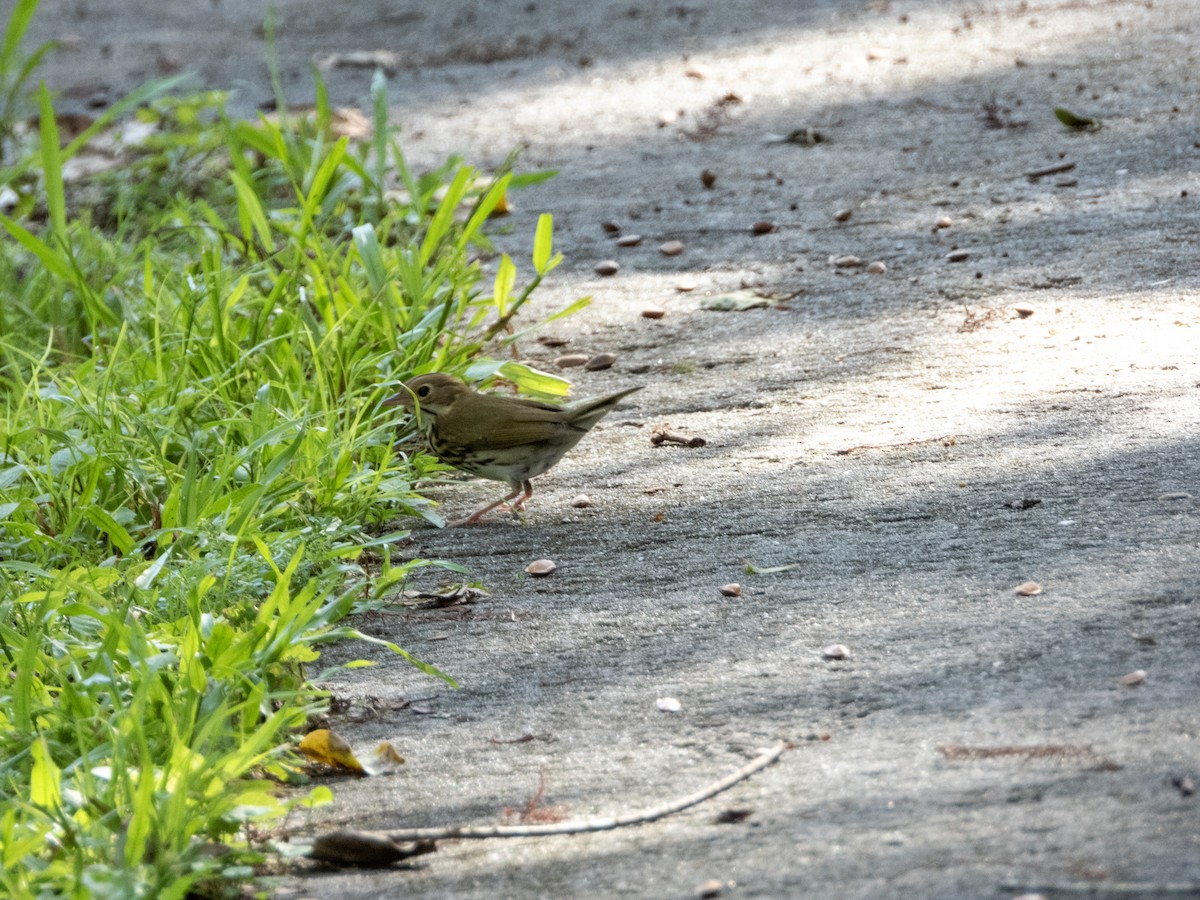 カマドムシクイ - ML623843640