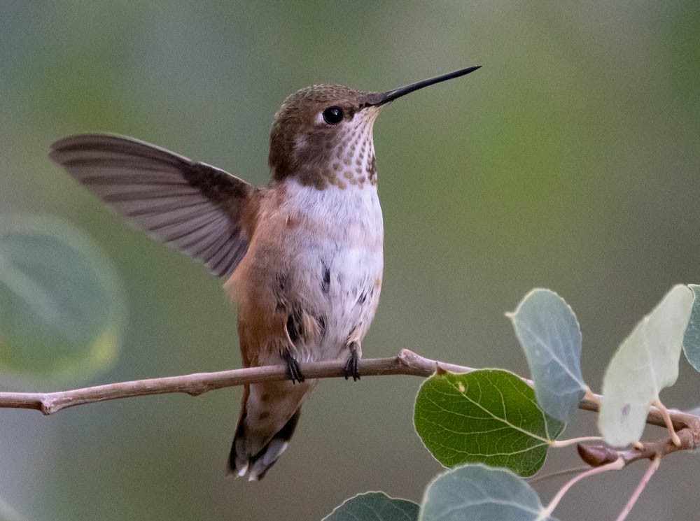 Rufous Hummingbird - ML623843641