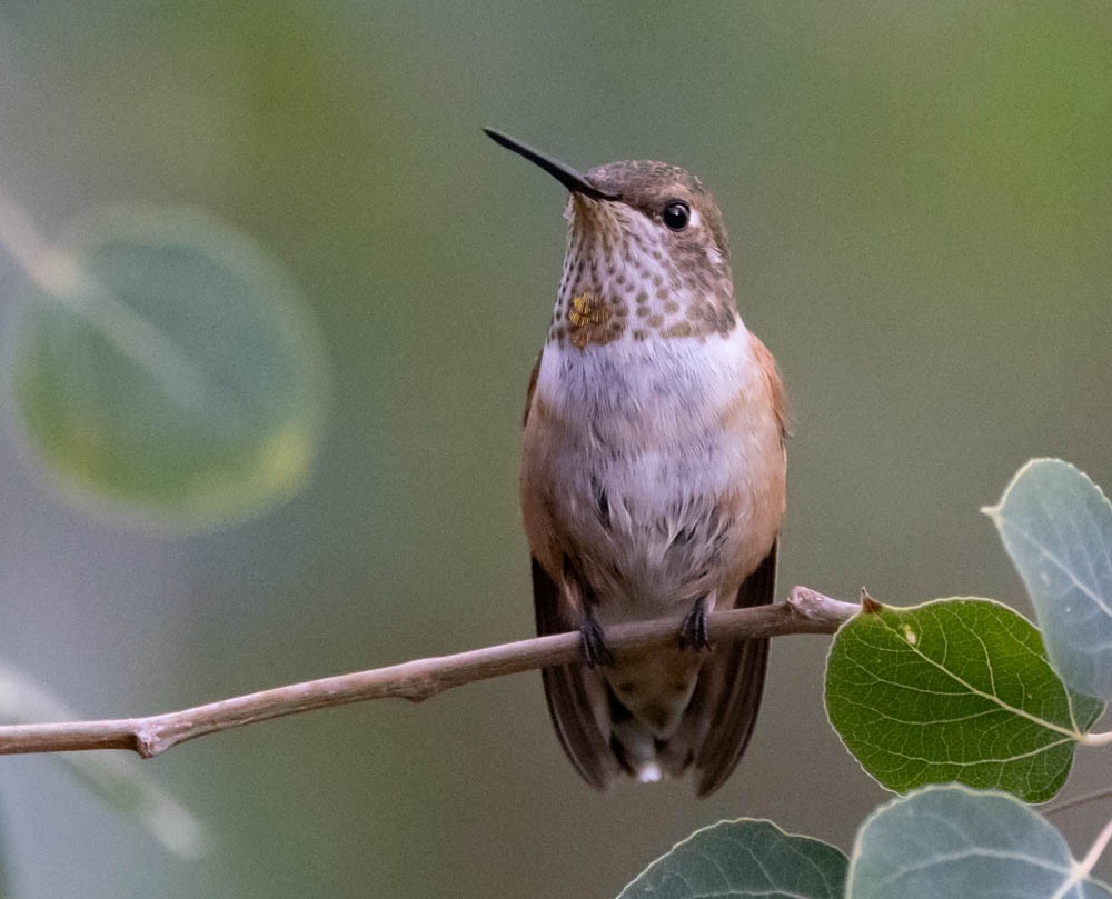 Rufous Hummingbird - ML623843642