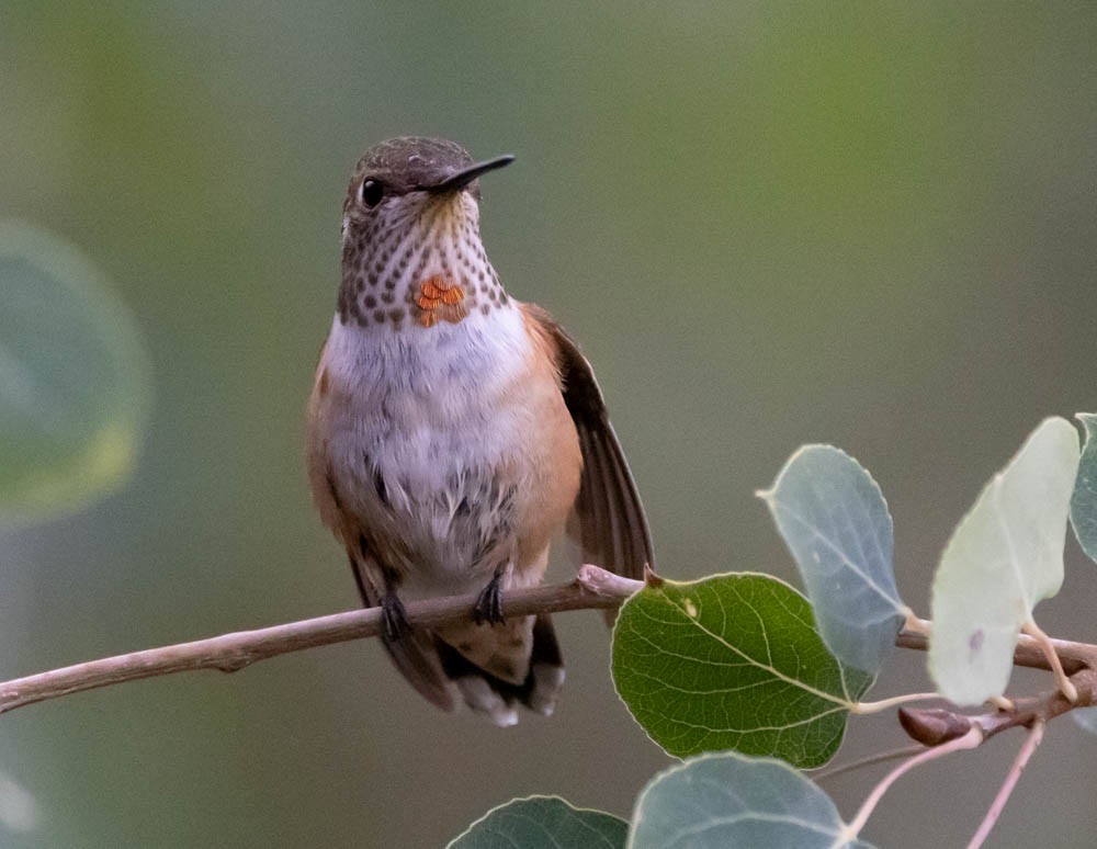 Rufous Hummingbird - ML623843643