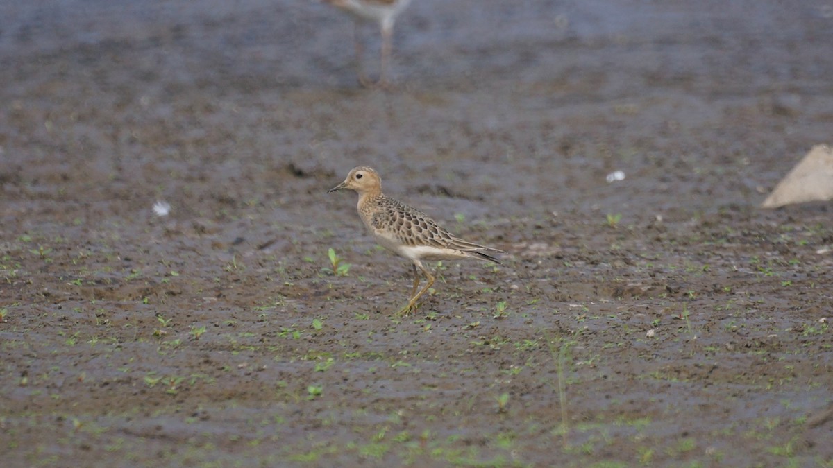 Buff-breasted Sandpiper - ML623843663