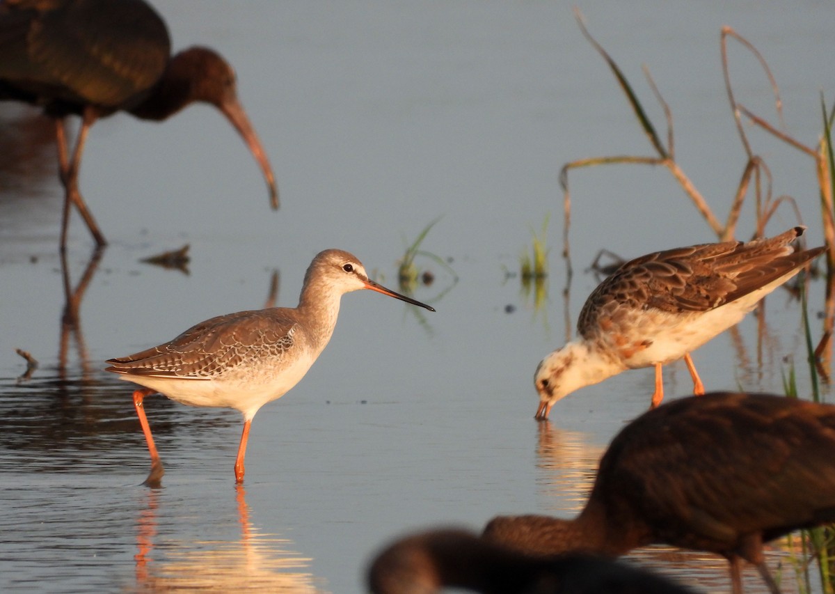 Spotted Redshank - ML623843682