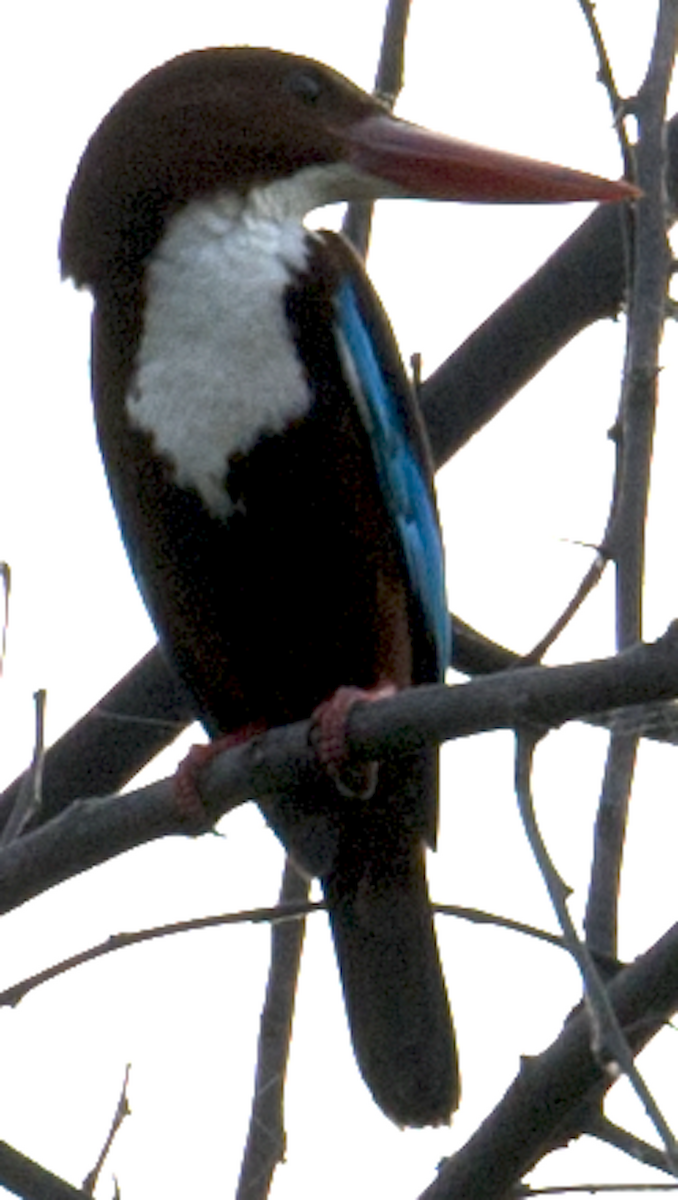 White-throated Kingfisher - ML62384371