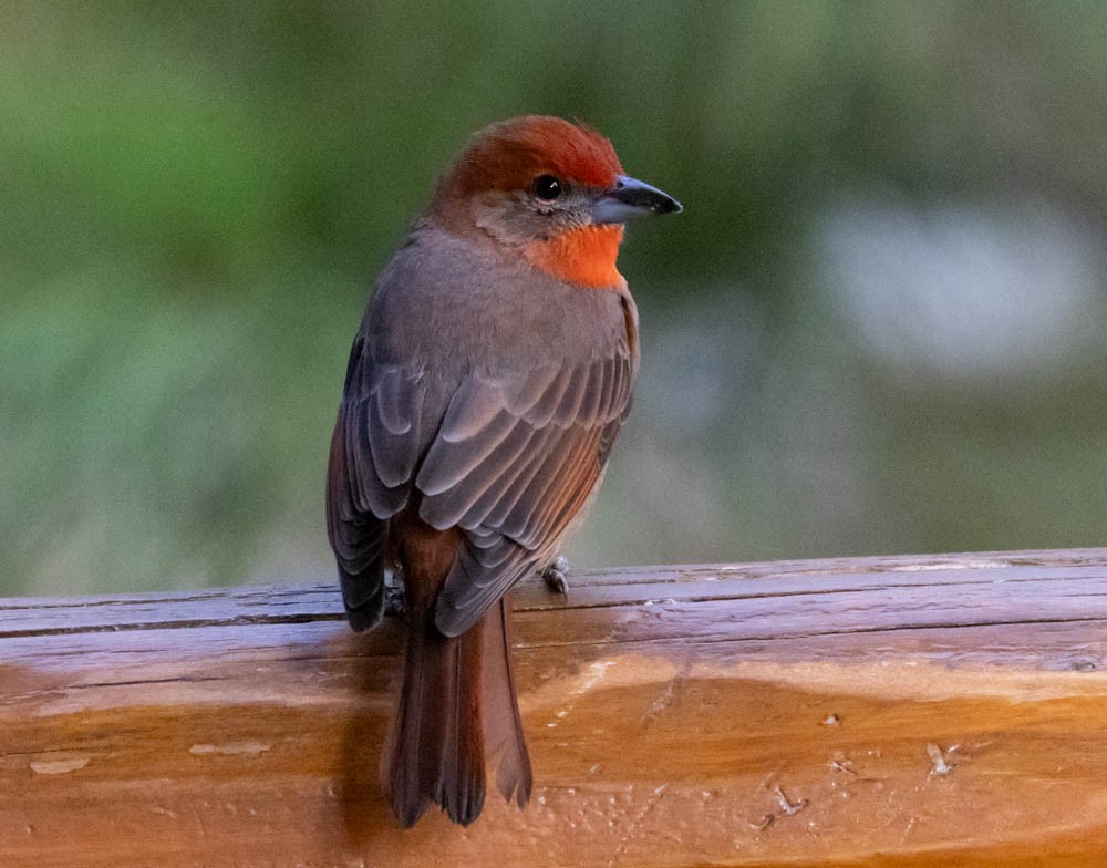 Hepatic Tanager - ML623843726