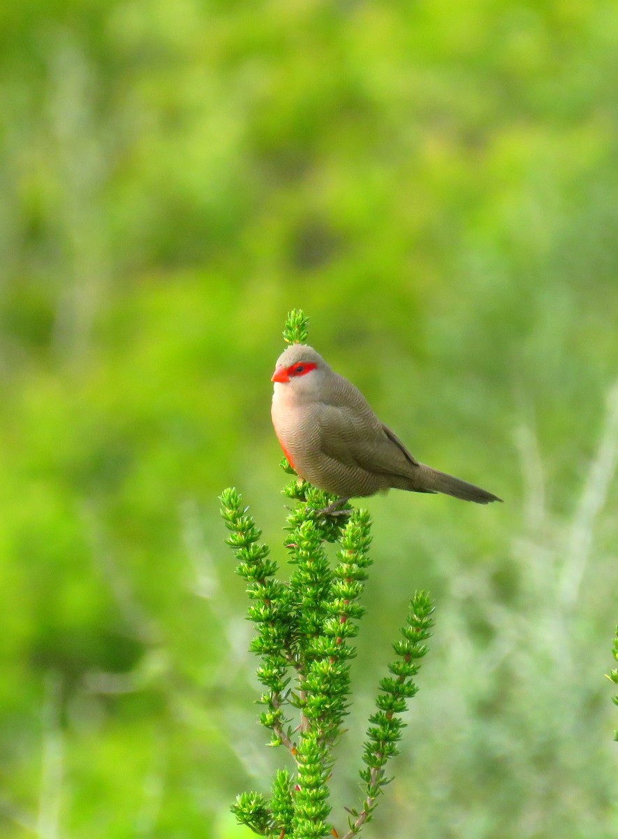 Common Waxbill - ML623843749