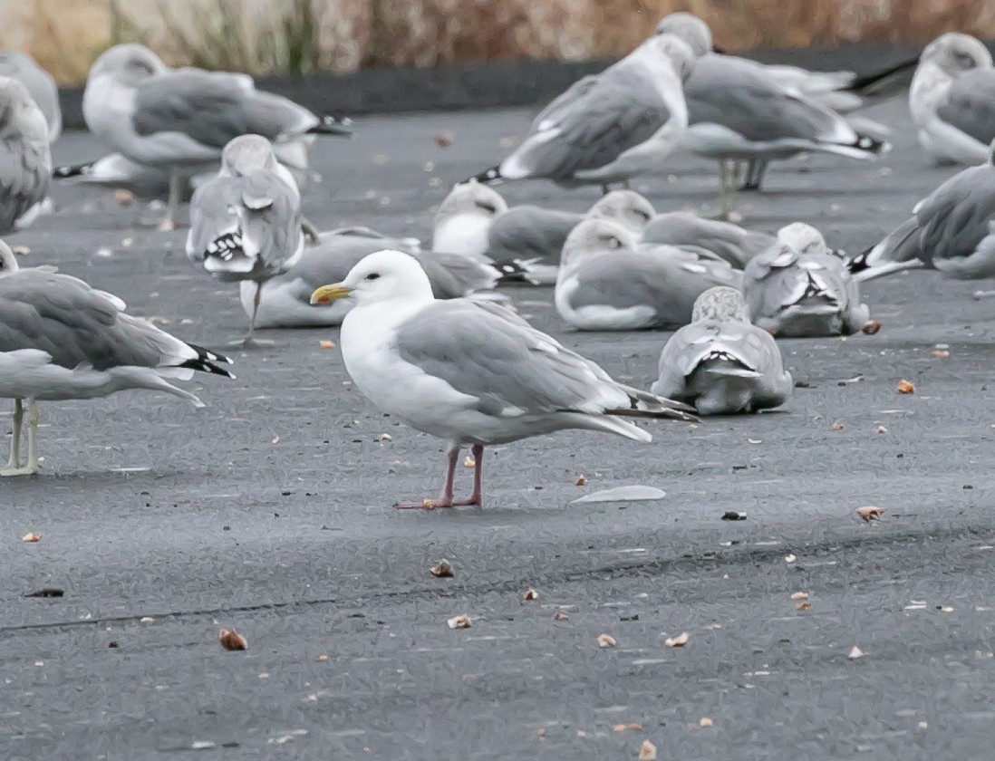 Iceland Gull (Thayer's) - ML623843757