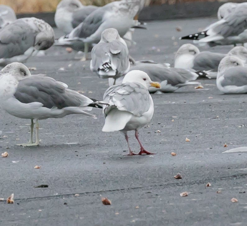 Iceland Gull (Thayer's) - ML623843758