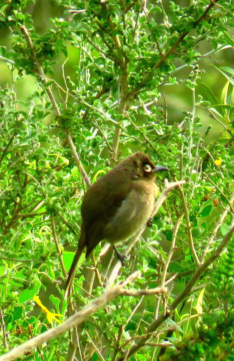 Cape Bulbul - Tom Dudones