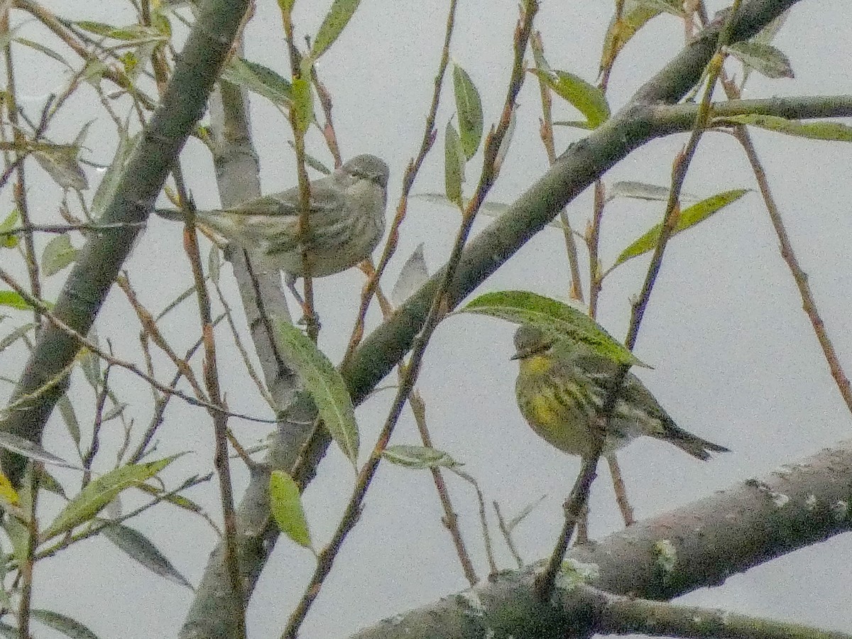 Cape May Warbler - ML623843776