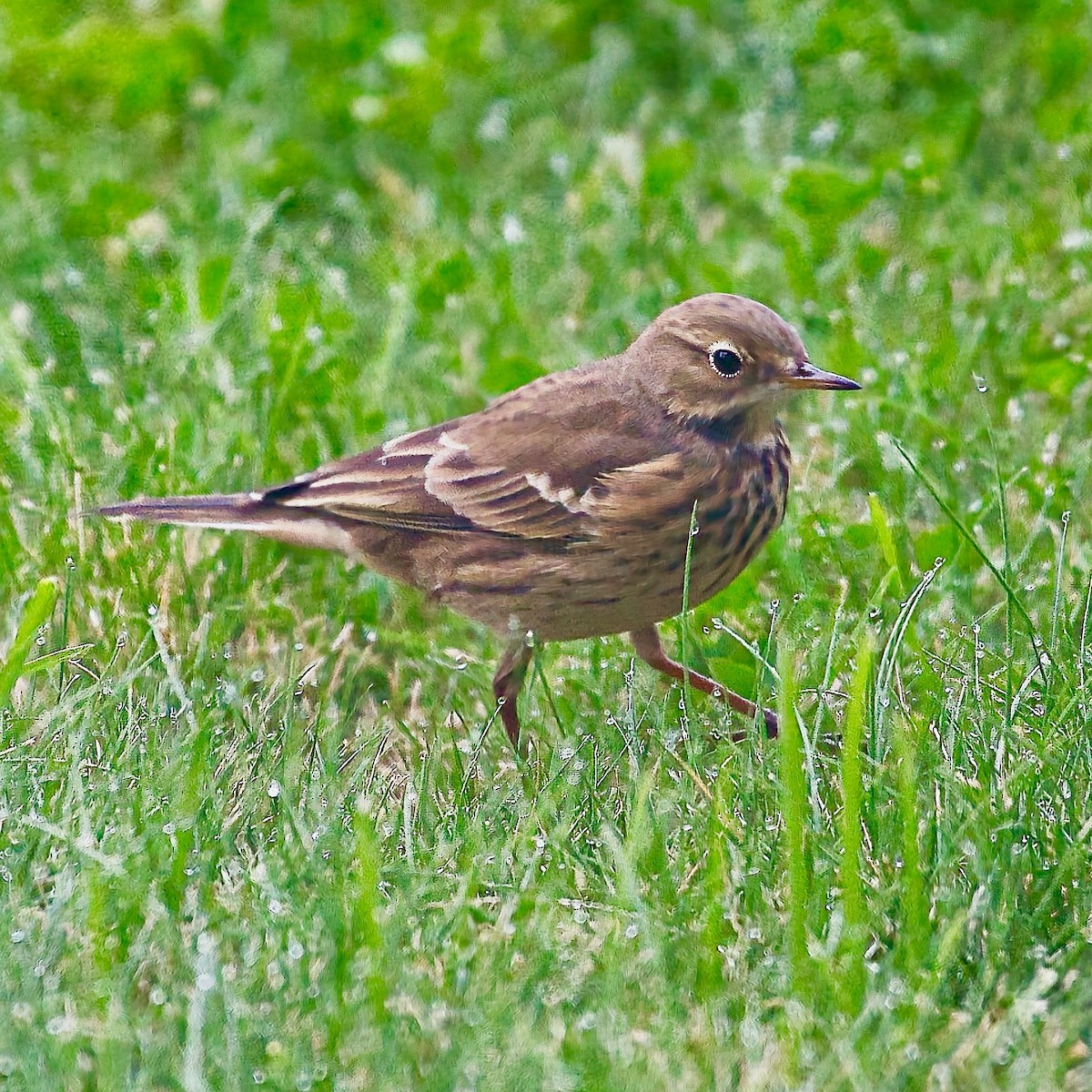 American Pipit - ML623843790