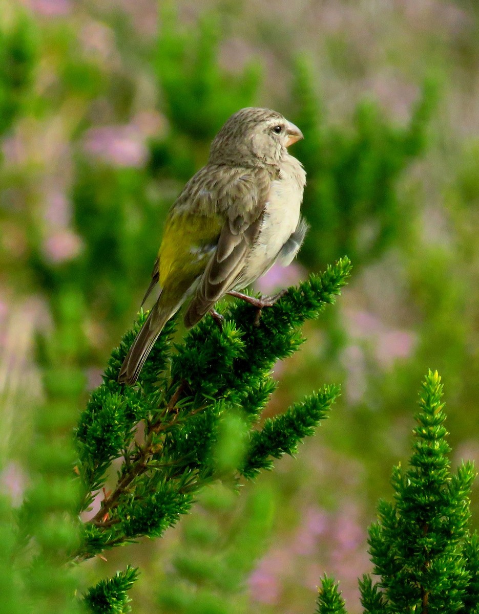 White-throated Canary - ML623843805