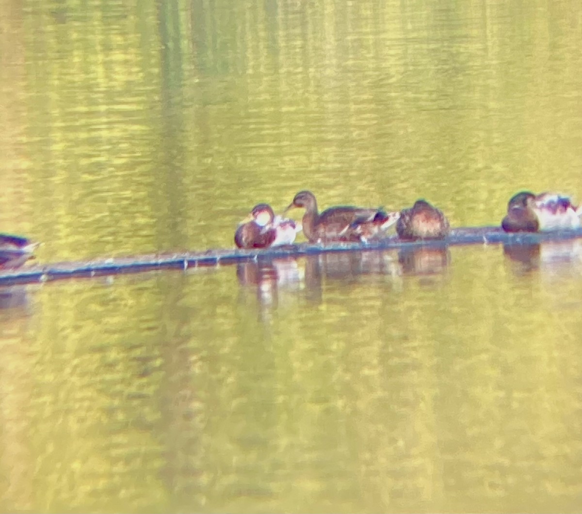 Зэрлэг нугас - ML623843824