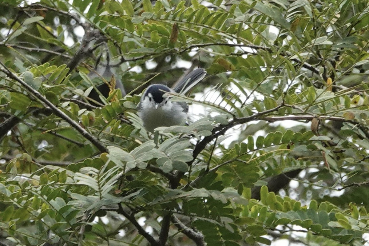 White-browed Gnatcatcher - ML623843825