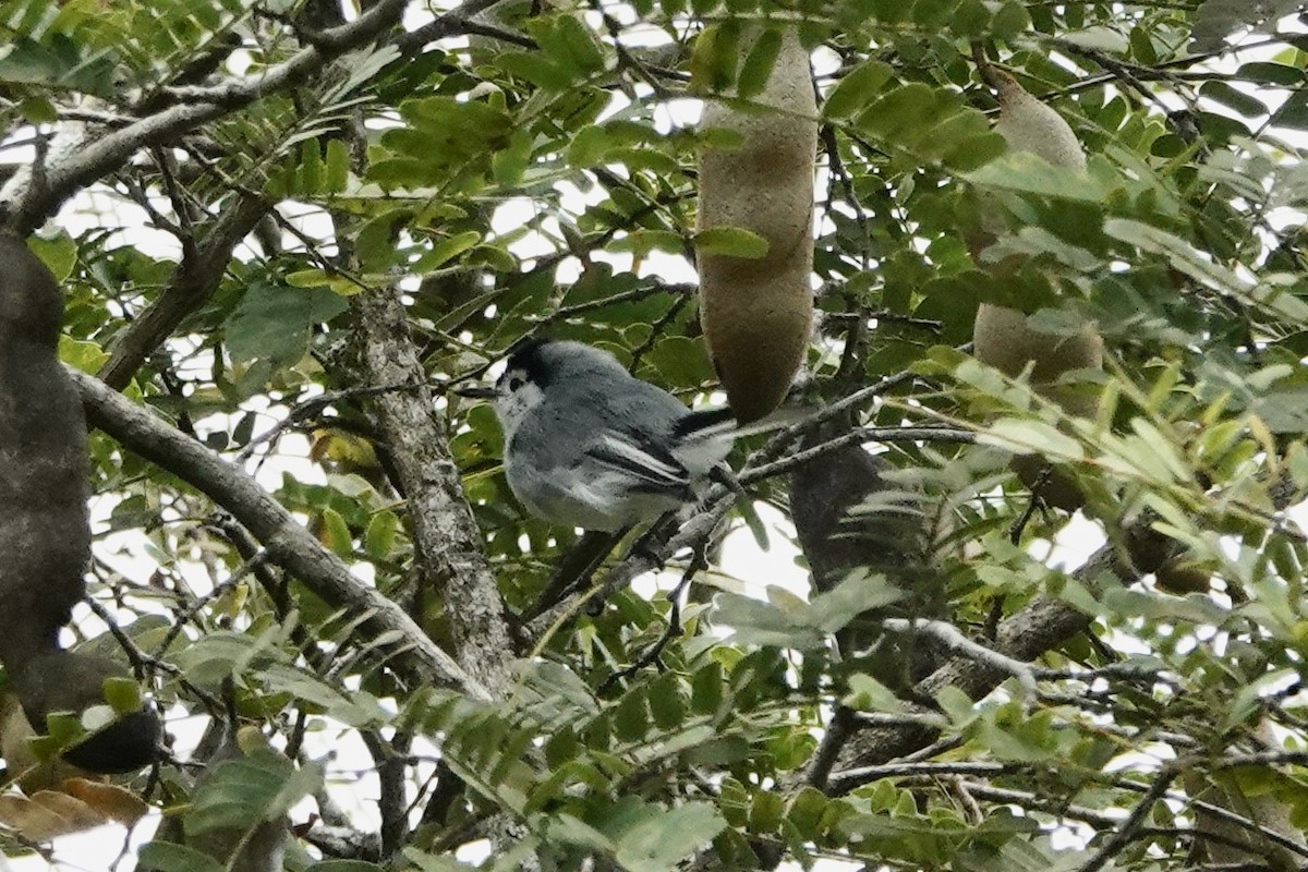 White-browed Gnatcatcher - ML623843839