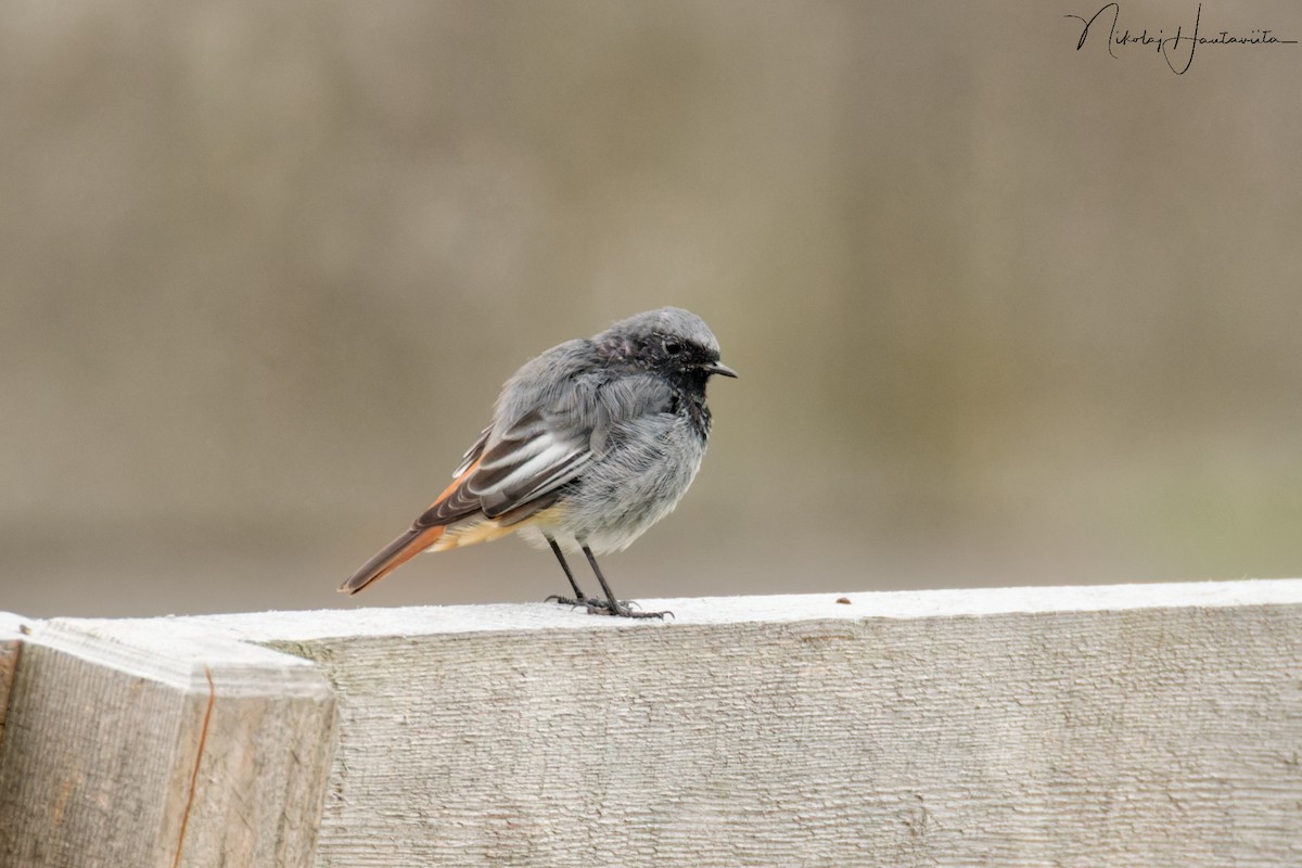 Black Redstart - ML623843845