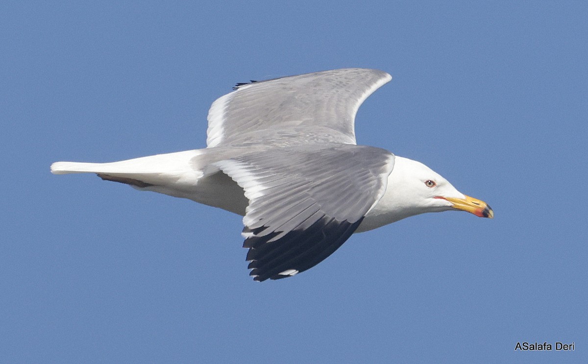 Armenian Gull - ML623843863