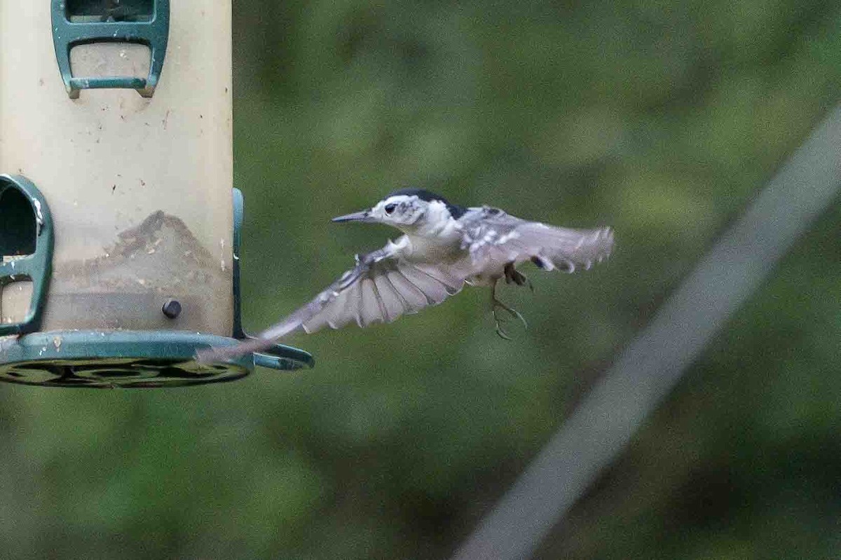 White-breasted Nuthatch (Eastern) - ML623843875