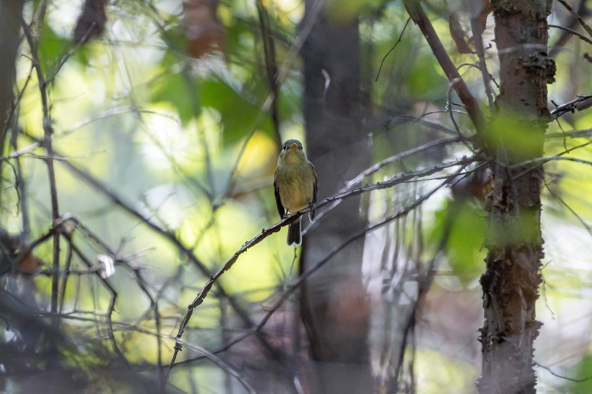 Yellow-bellied Flycatcher - ML623843898