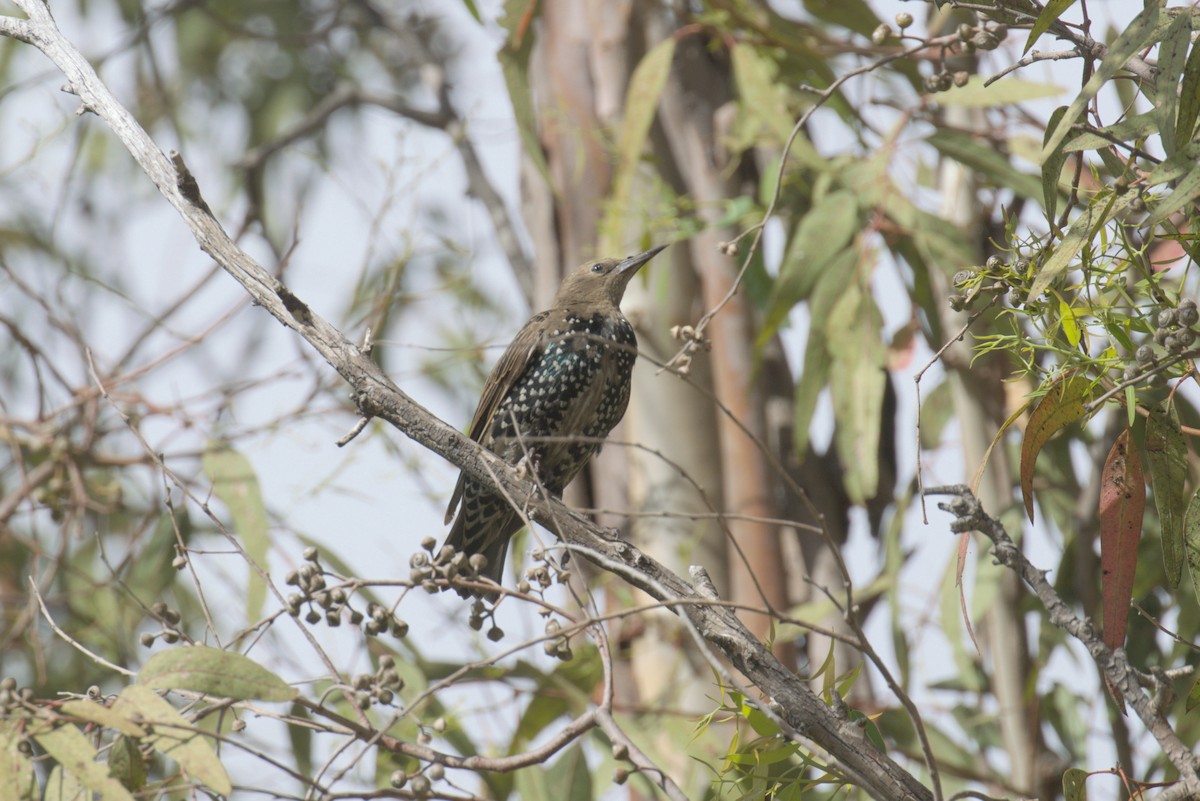 European Starling - ML623843944