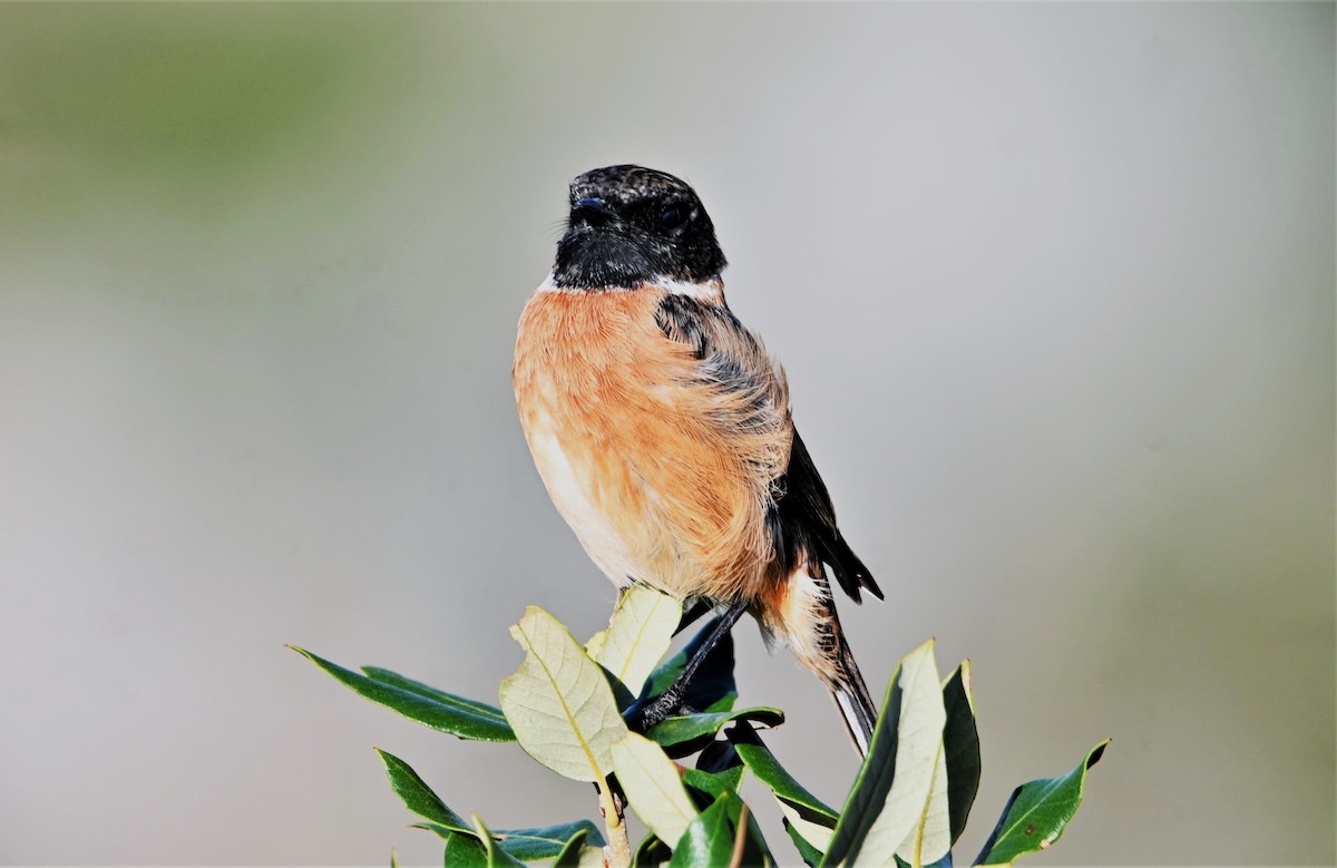 European Stonechat - ML623844003