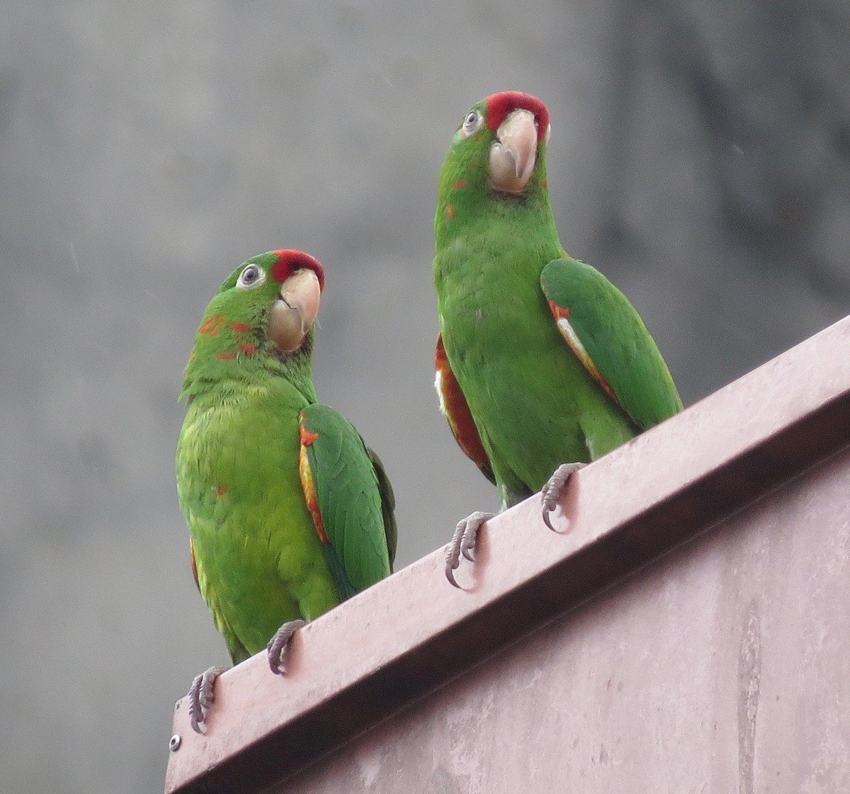 Crimson-fronted Parakeet - ML623844007