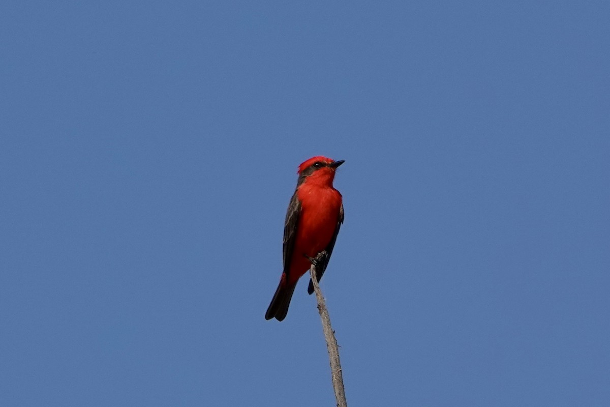 Vermilion Flycatcher (Austral) - ML623844018