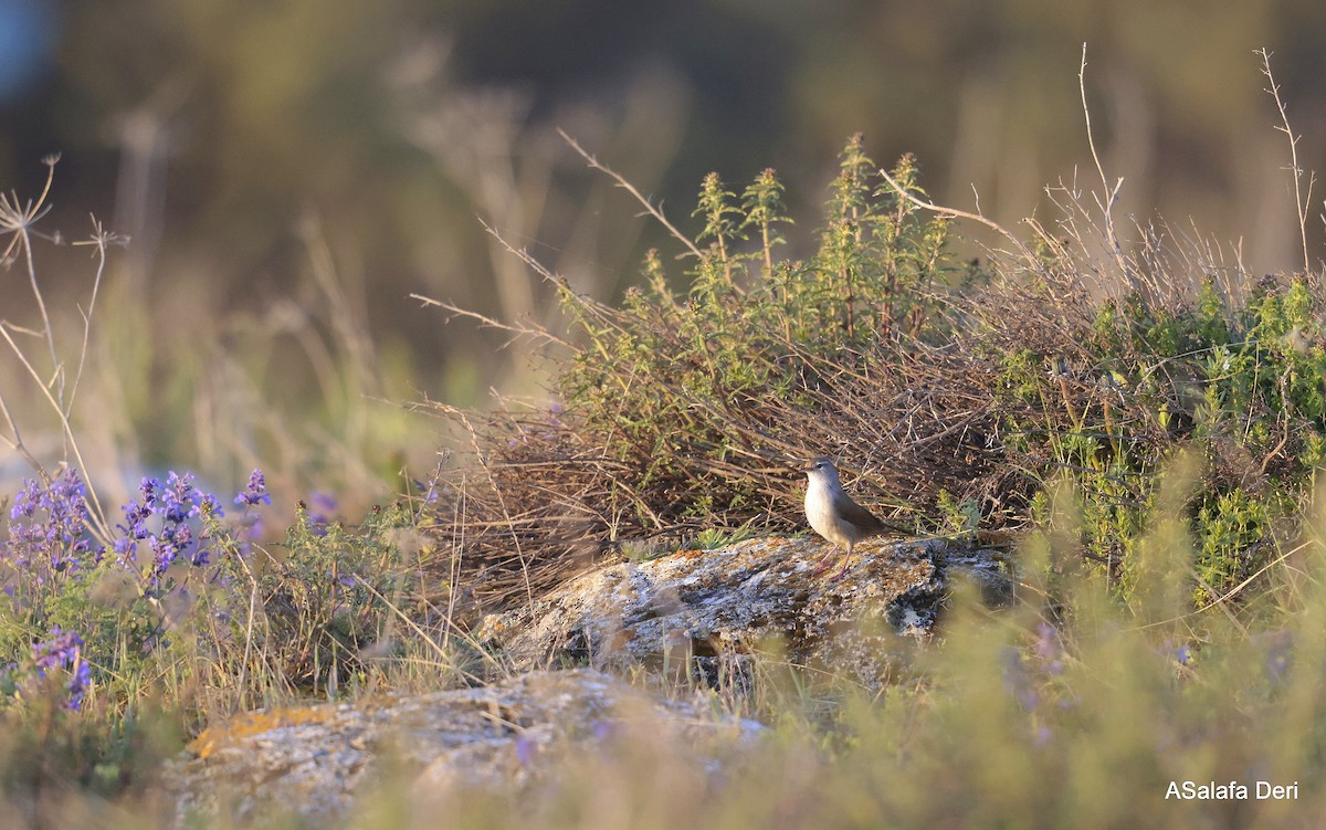 Cetti's Warbler - ML623844042