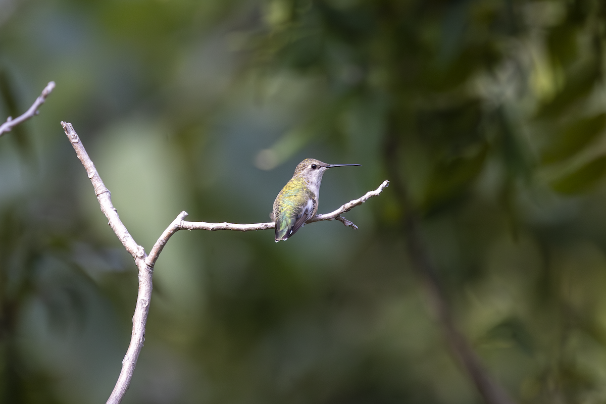 Ruby-throated Hummingbird - ML623844067