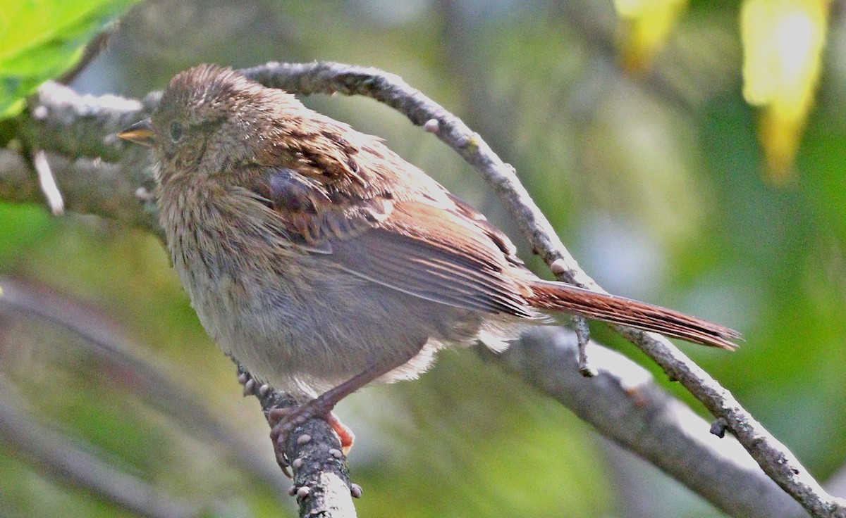 Lincoln's Sparrow - ML623844071