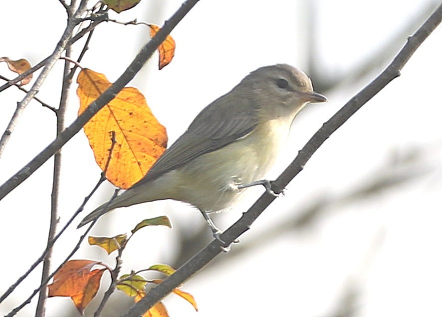 Warbling Vireo - ML623844082