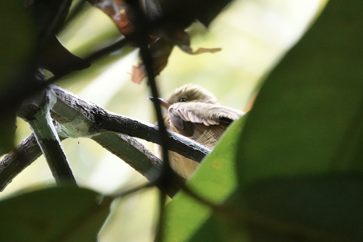 Ochre-bellied Flycatcher - ML623844087