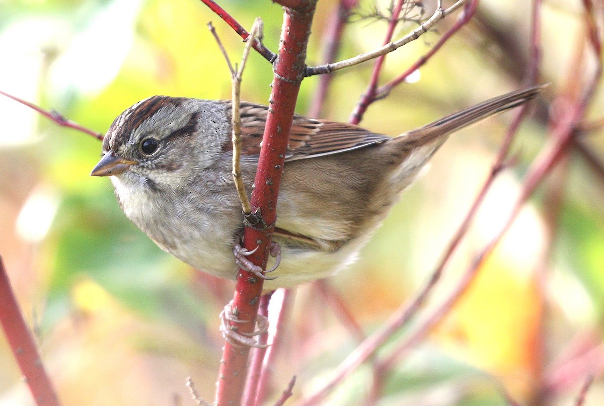 Swamp Sparrow - ML623844089