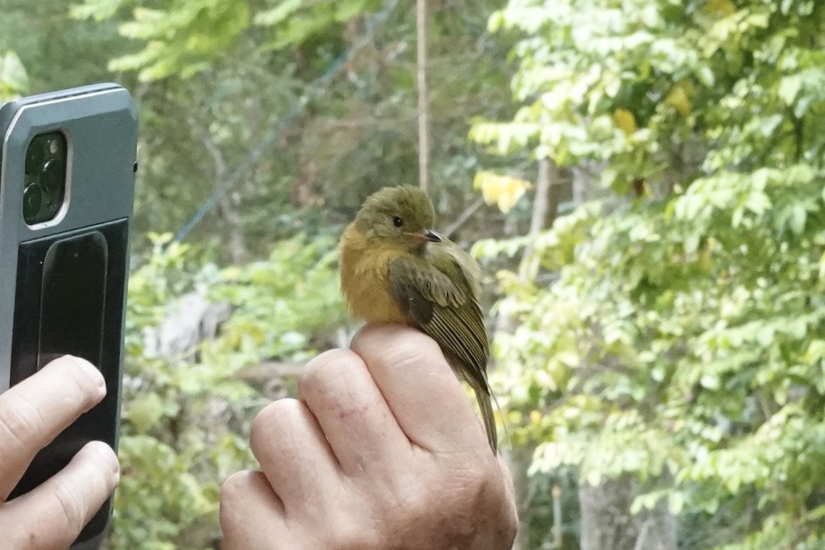 Ochre-bellied Flycatcher - Jürg Arnet