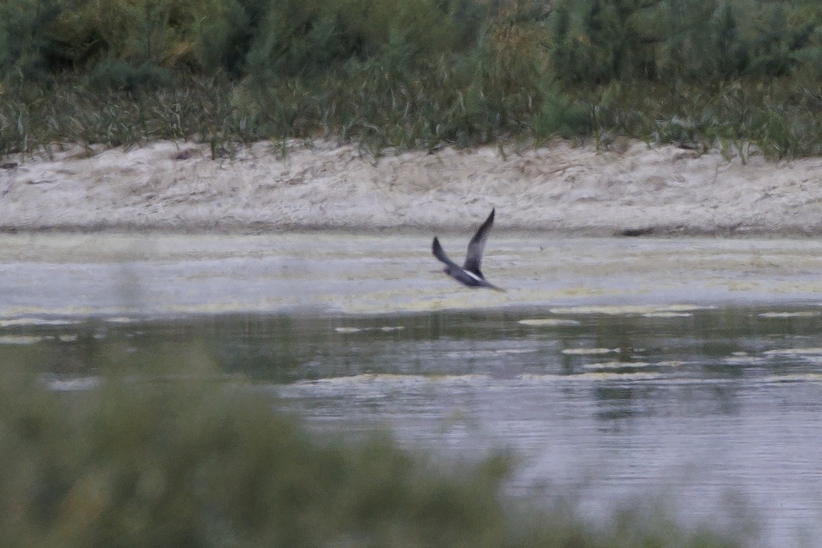 Spotted Redshank - ML623844105