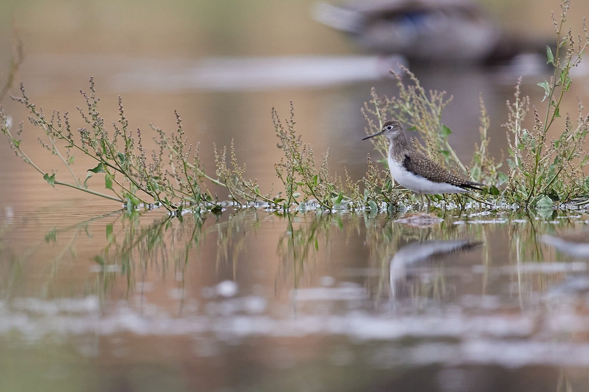 Solitary Sandpiper - ML623844110