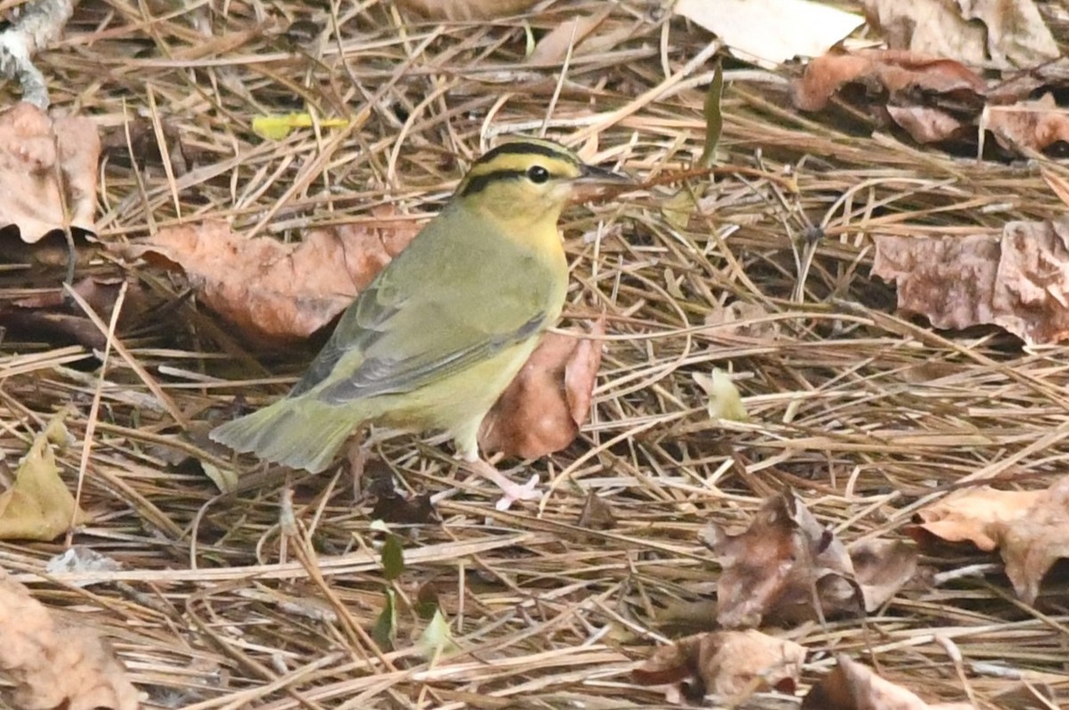 Worm-eating Warbler - ML623844115