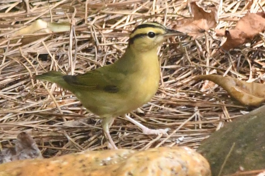 Worm-eating Warbler - ML623844116