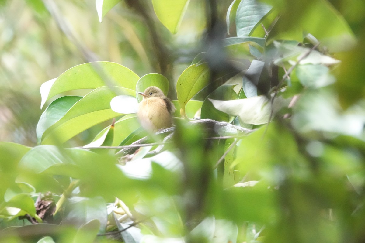 Ochre-bellied Flycatcher - ML623844135